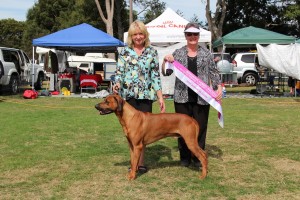 Junior in Show Wanganui Kennel Society March 2015