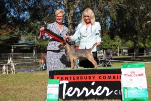 Reserve Best in Show - Canterbury Combined Terrier Show Easter 2016 a