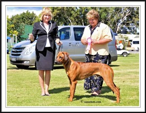 Puppy of Group March 2014 Judge:  Karen McIntyre (NZ)