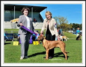BABY PUPPY IN SHOW Ruahine KA October 2014
